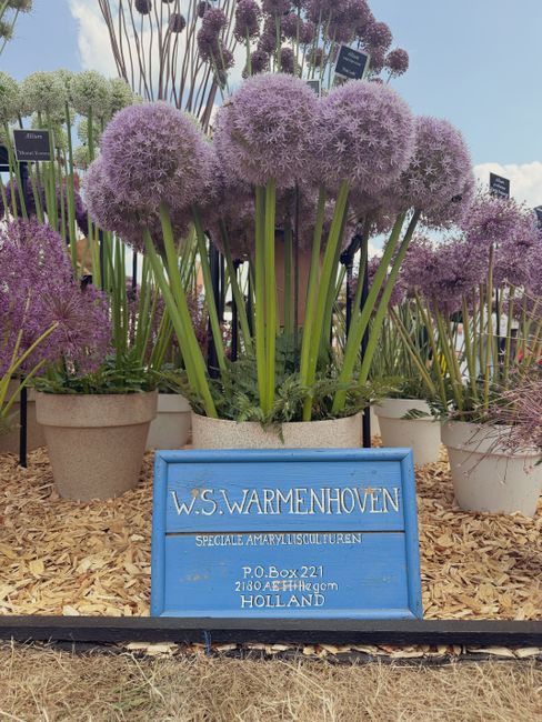A display of large, round, purple allium flower heads arranged in a beige pot, with tall green stems and narrow leaves surrounding them. Behind, there are additional pots containing similar flowering