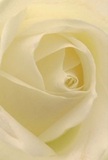 This immersive image draws the viewer directly into the heart of a cream-white rose, as though you are nestled within its petals, surrounded by their softness. Each spiral gently opens from the core, the edges tipped in the faintest hint of ivory, inviting a tactile daydream of silk against fingertips. The interplay of light and shadow is subtle and artful, with delicate, misty illumination reminiscent of early mornings spent in one of Surrey's quiet garden corners. There's a peaceful radiance-the kind that accompanies heartfelt gestures shared among neighbors in charming towns like Dorking or Epsom. To a local florist, this bloom is the purest emblem of respect and new possibilities, ideal for expressing everything from admiration to sympathy. The rose's gentle spiral and flawless form are a testament to careful, practiced hands-each detail cared for as lovingly as Surrey residents cherish their own gardens. Even unseen, the sweet fragrance lingers in the imagination, understated and comforting. The close perspective and natural artistry make this not just a photograph, but an invitation to pause and appreciate the profound beauty that a single, well-chosen rose-delivered with care across Surrey-can bring to any moment or memory.